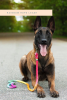 Rope Dog Leash