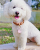 Dog Collar