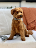 Dog Collar