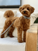 Dog Collar