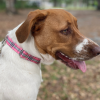 Adjustable Collar