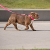 GF Pet  Reflective Collar