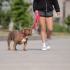 GF Pet  Reflective Leash